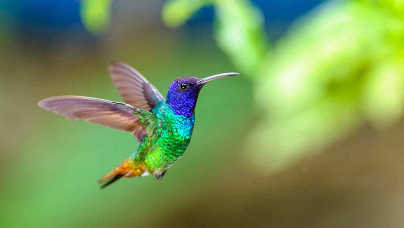 recensione-libro-il-colibrì