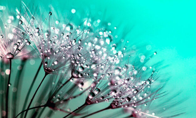 Recensione libro La tua seconda vita comincia quando capisci di averne una sola