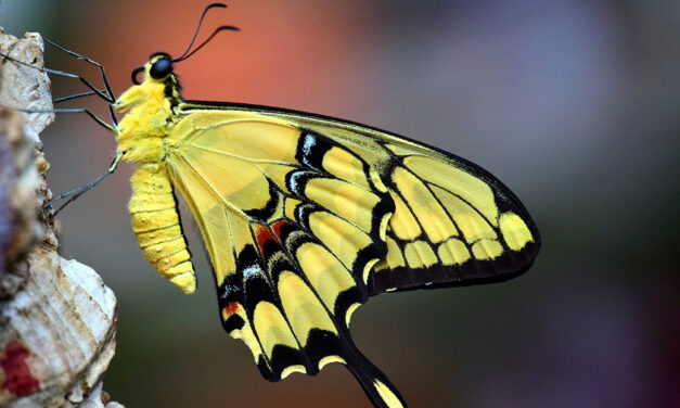 Recensione libro Le persone sensibili hanno una marcia in più